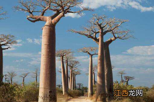 两大原因告诉你中国怎么不种猴面包树!