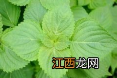 清蒸鱼要怎么做好吃？清蒸鱼的做法有哪些？