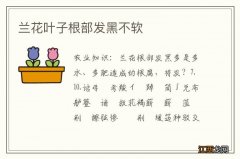 兰花叶子根部发黑不软