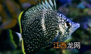 世界十大最贵观赏鱼，世界十大最贵观赏鱼图片