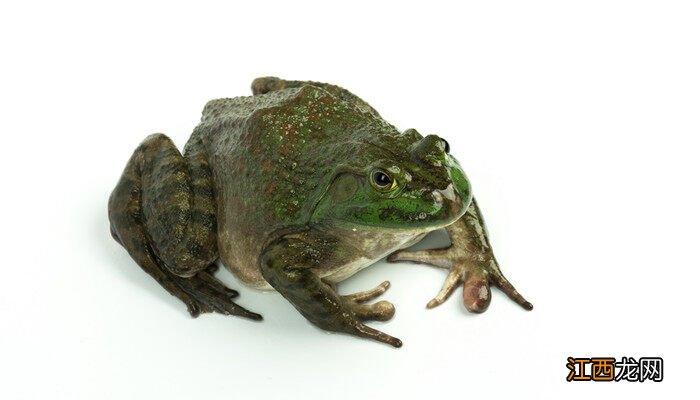 牛蛙有寄生虫吗能吃吗 牛蛙有寄生虫吗