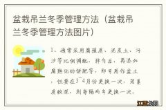 盆栽吊兰冬季管理方法图片 盆栽吊兰冬季管理方法