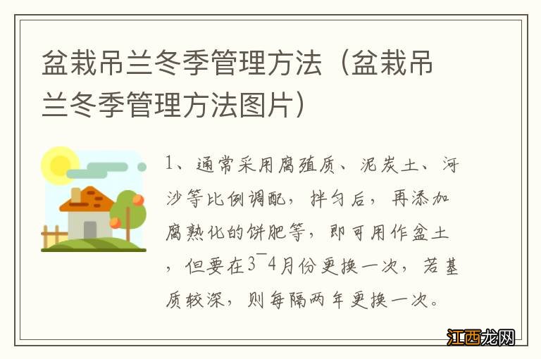 盆栽吊兰冬季管理方法图片 盆栽吊兰冬季管理方法