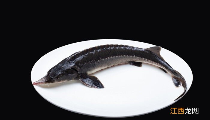 养殖中华鲟一般多少斤重 养殖中华鲟一般多少斤