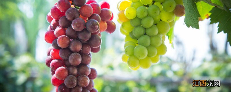 葡萄品种排名前十 妮娜皇后葡萄种植和管理技术