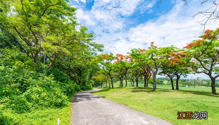 大叶杨是什么东西图片 大叶杨是什么东西