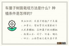 车厘子树苗栽培方法是什么？种植条件是怎样的？