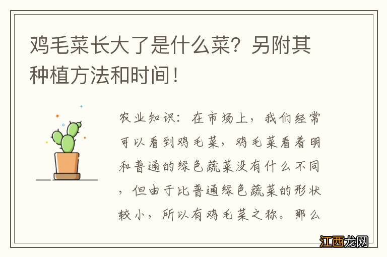 鸡毛菜长大了是什么菜？另附其种植方法和时间！