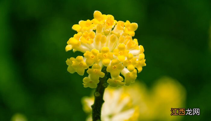 瑞香花的风水和禁忌 为什么家中不能养瑞香花