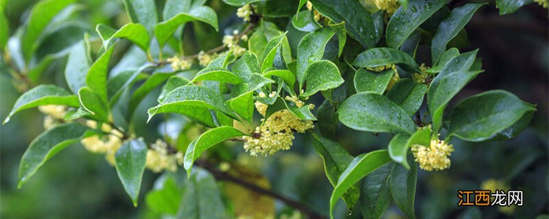 家里为什么不能种四季桂花 四季桂花树盆栽怎么养