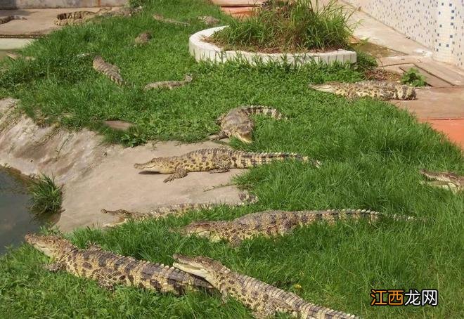 错过等一年!三水森林公园的水杉红了|我要上佛山发布