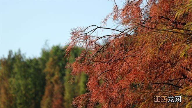 错过等一年!三水森林公园的水杉红了|我要上佛山发布