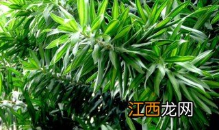 什么叫阔叶类植物有哪些 常见的阔叶植物有哪些