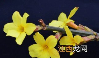 灌木类的植物 常见灌木植物有哪些