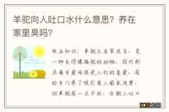 羊驼向人吐口水什么意思？养在家里臭吗？