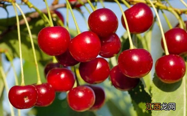 如何挑选出较甜的水果？怎样挑选甜的水果？