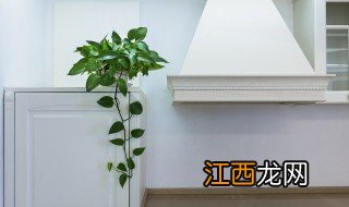 客厅靠墙适合养什么花 客厅靠墙适合养什么花好