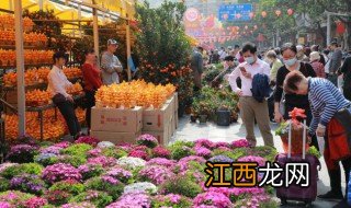 春节客厅适合养什么花草 春节客厅养什么花好