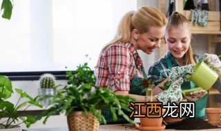客厅过道适合养什么花，客厅过道适合养什么花草