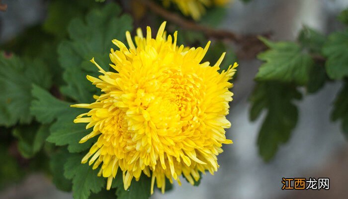 待到春来九月八我花开后百花杀中的我花指什么花