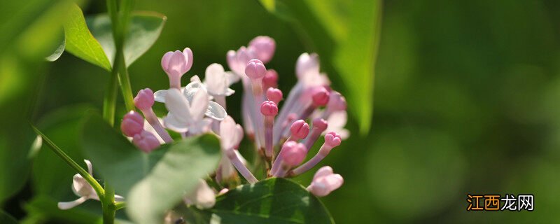 丁香花寓意及象征 丁香花寓意