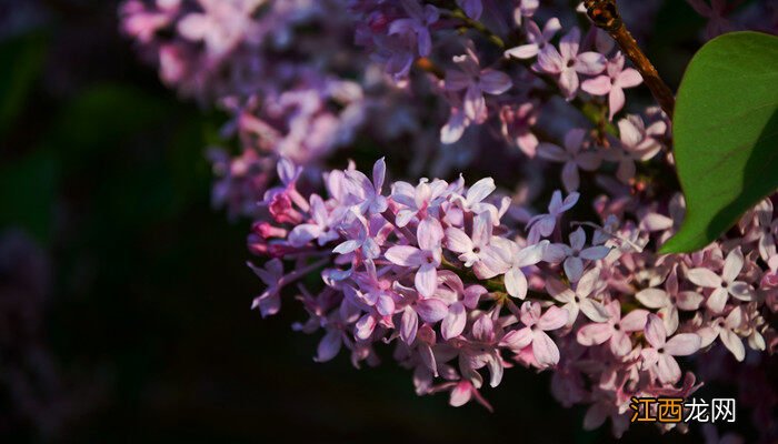 丁香花寓意及象征 丁香花寓意