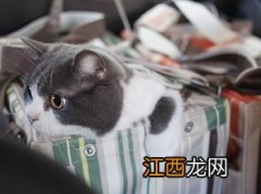 母猫也会来大姨妈 成年公猫会对未成年母猫下手吗