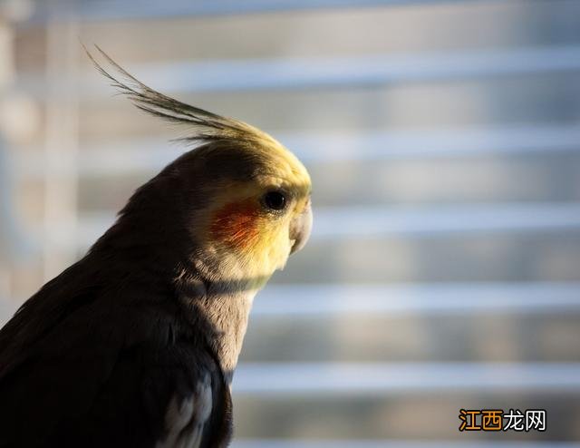 玄凤鹦鹉是什么 野生玄凤鹦鹉长什么样