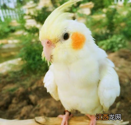 玄凤鹦鹉是什么 野生玄凤鹦鹉长什么样