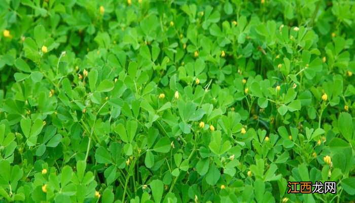 四叶草代表什么意思 四叶草代表什么