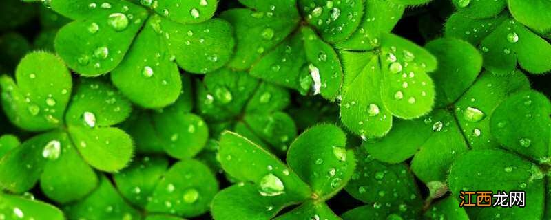 四叶草代表什么意思 四叶草代表什么