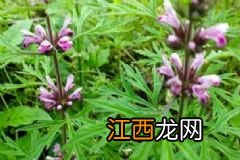 超龄女性可以做光子嫩肤吗？超龄女性做光子嫩肤安全吗？