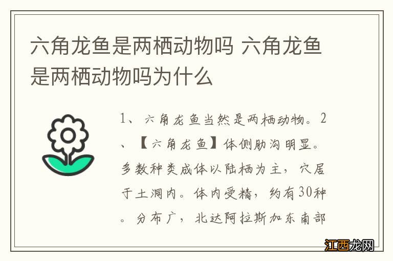 六角龙鱼是两栖动物吗 六角龙鱼是两栖动物吗为什么