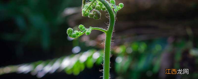 蕨类植物比苔藓植物高大的原因是