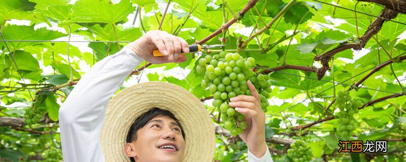 葡萄树几月份移栽最好 葡萄树10月份移栽能活吗