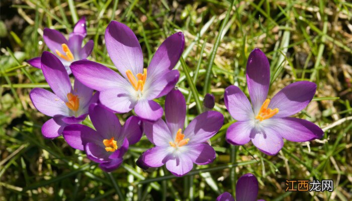 藏红花冬天可以种吗北方 藏红花冬天可以种吗