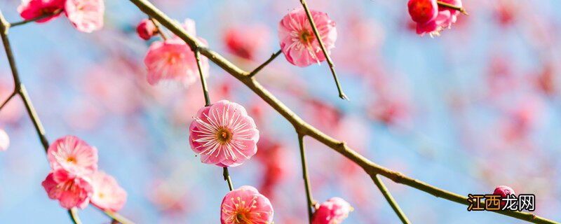 花开海上生态园11月看什么 花开海上生态园11月有什么花