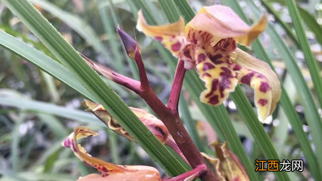 大花蕙兰花后管理