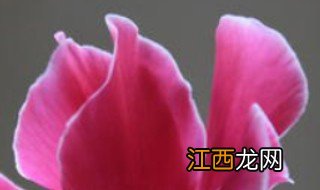 仙客来的花语是什么，仙客来的花语是什么?仙客来适合送给什么人?