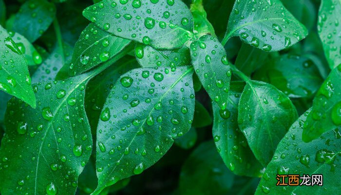 掌状复叶植物有哪些特征 掌状复叶植物有哪些