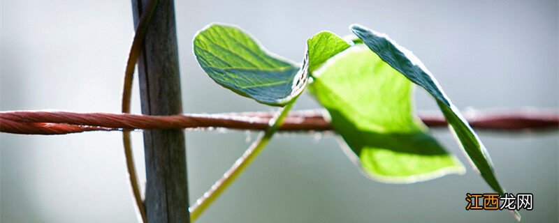 菜豆是裸子植物还是被子植物? 菜豆是裸子植物还是被子植物