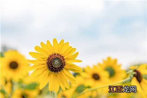 向日葵什么时候开花?向日葵有什么功效和作用?