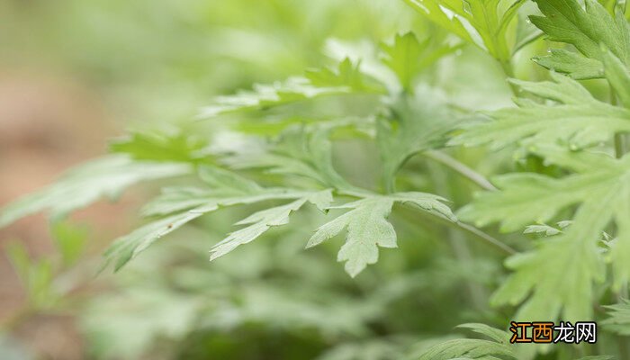 艾草种植技术及管理方法 艾草种植技术