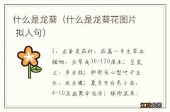 什么是龙葵花图片 拟人句 什么是龙葵