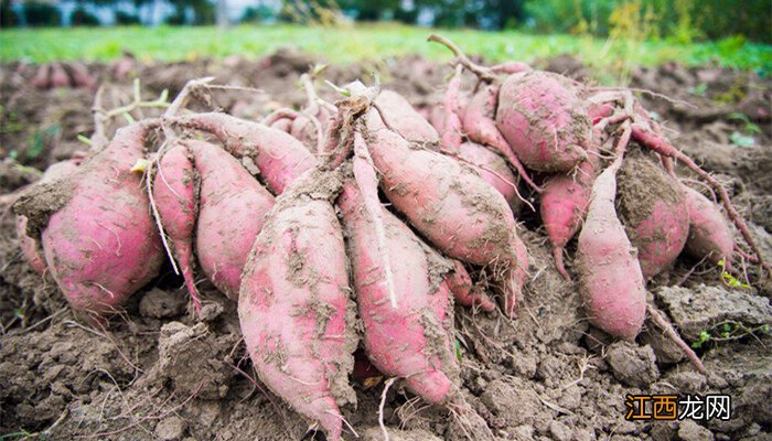 长在地下的蔬菜有哪些 地下结果的植物