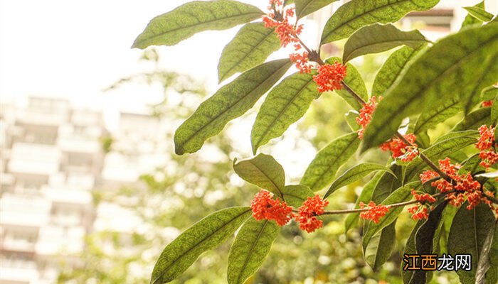 桂花树不开花是什么原因视频 桂花树不开花是什么原因