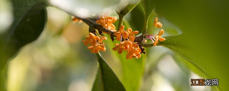 桂花树不开花是什么原因视频 桂花树不开花是什么原因