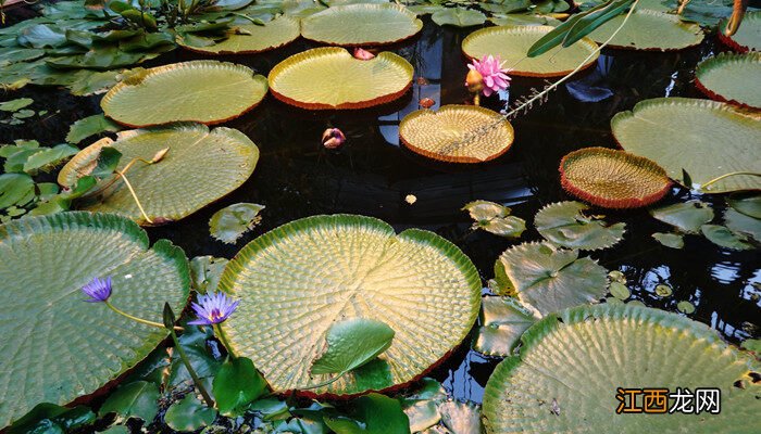 水里的植物有哪些? 水里的植物