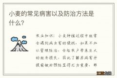 小麦的常见病害以及防治方法是什么？