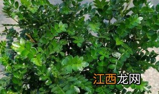 清香木什么时候修剪 清香木什么季节修剪